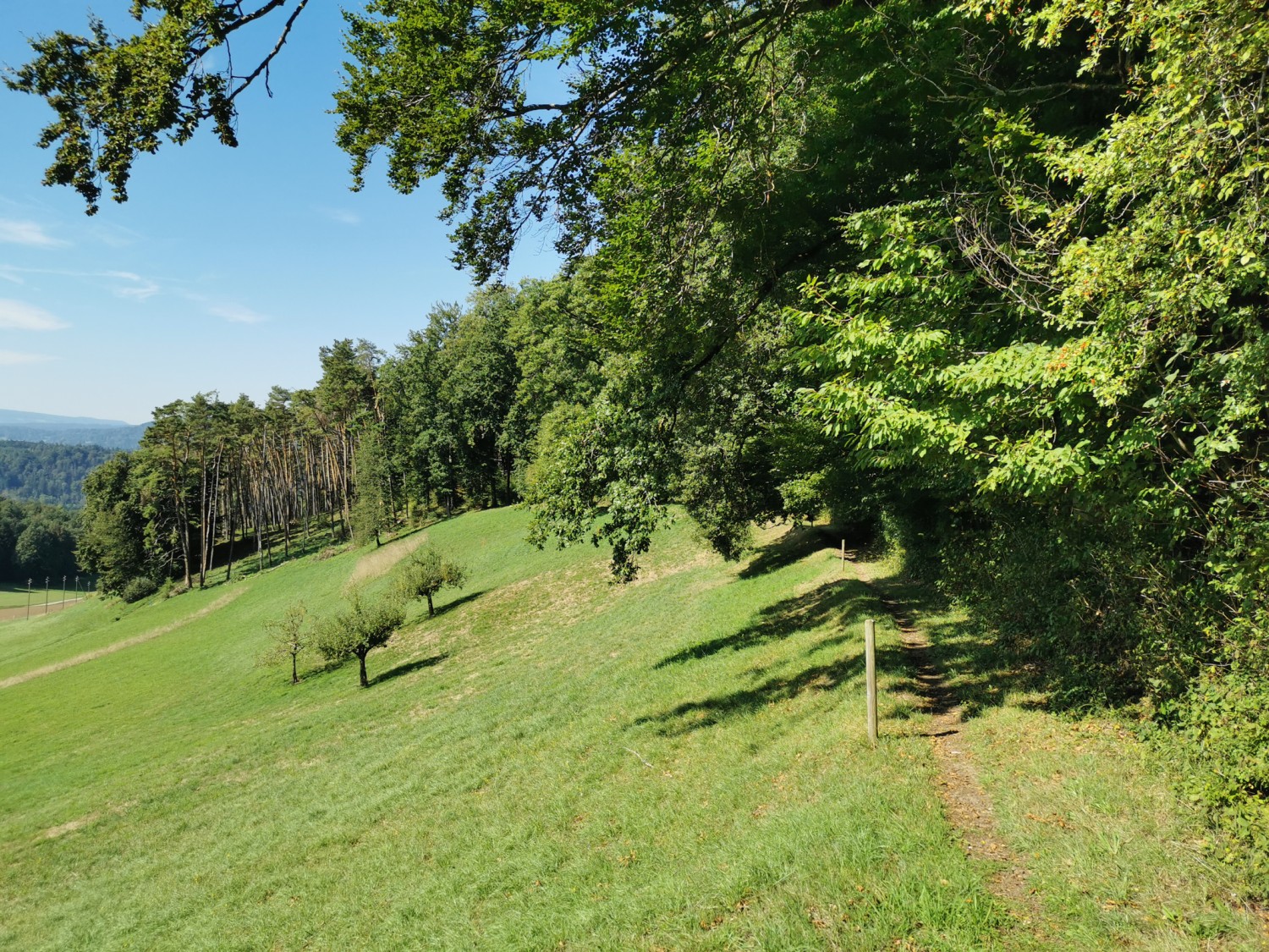 Au-dessus du Wöflishalde, le chemin longe la lisière de la forêt. Photo: Andreas Staeger