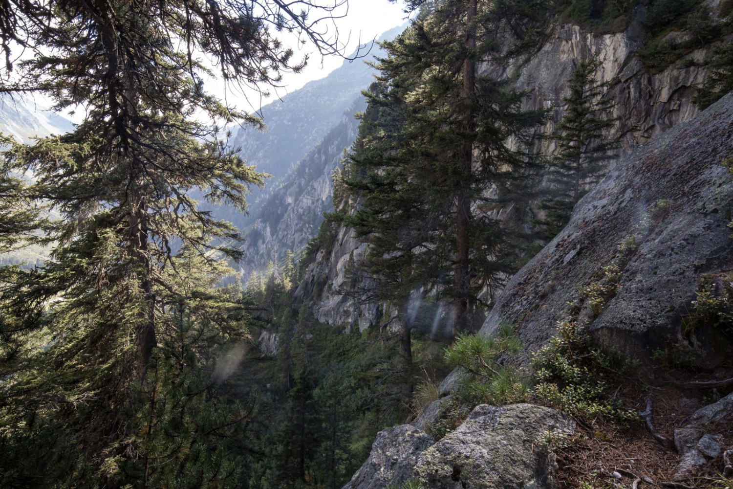 La montée vers les aroles, au Taghorn, est extrêmement raide et rude. Photo: Daniel Fleuti