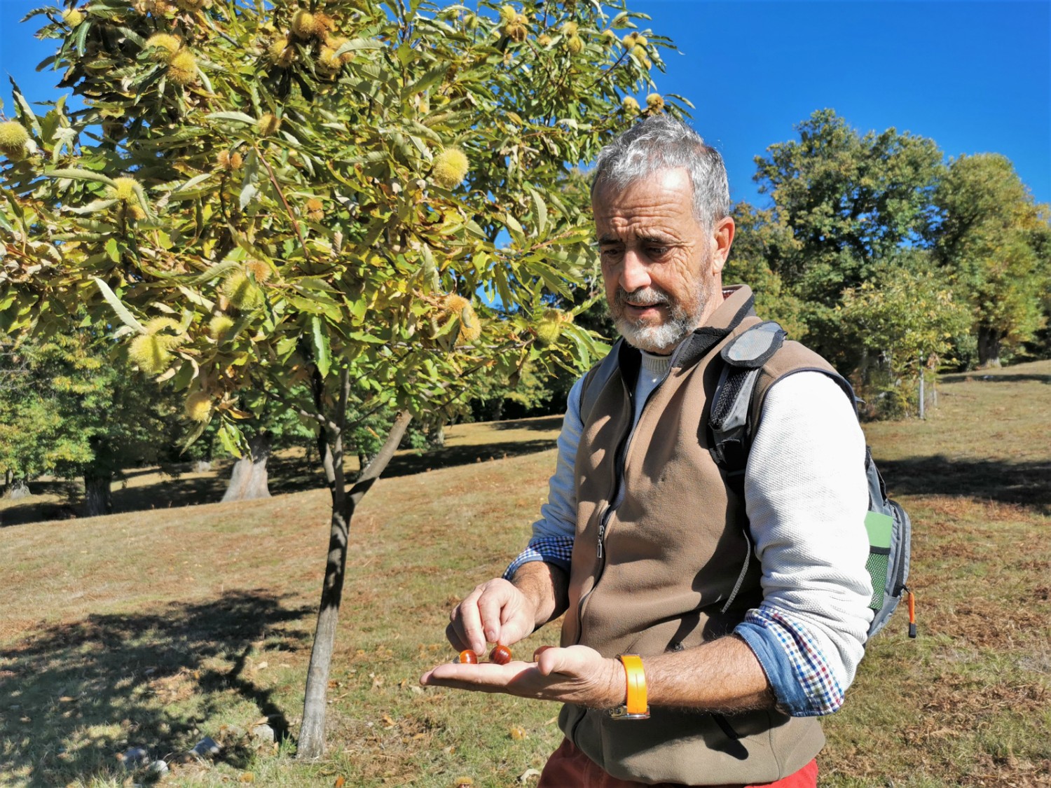 Ces dernières années, de nombreuses actions ont été entreprises pour entretenir les forêts de châtaigniers, notamment par Carlo Scheggia, garde forestier et castanéiculteur. Photo: Andreas Staeger