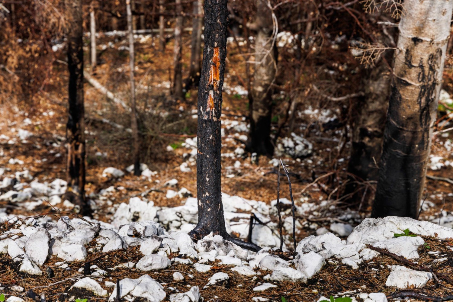 Seuls quelques arbres isolés ont échappé aux flammes.