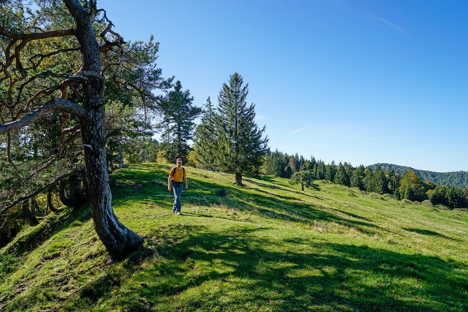 Unterwegs zum Chellenspitz. Rechts hinten sind noch die «Bergschlipf-Hügeli» zu erkennen.
Bilder: Fredy Joss
