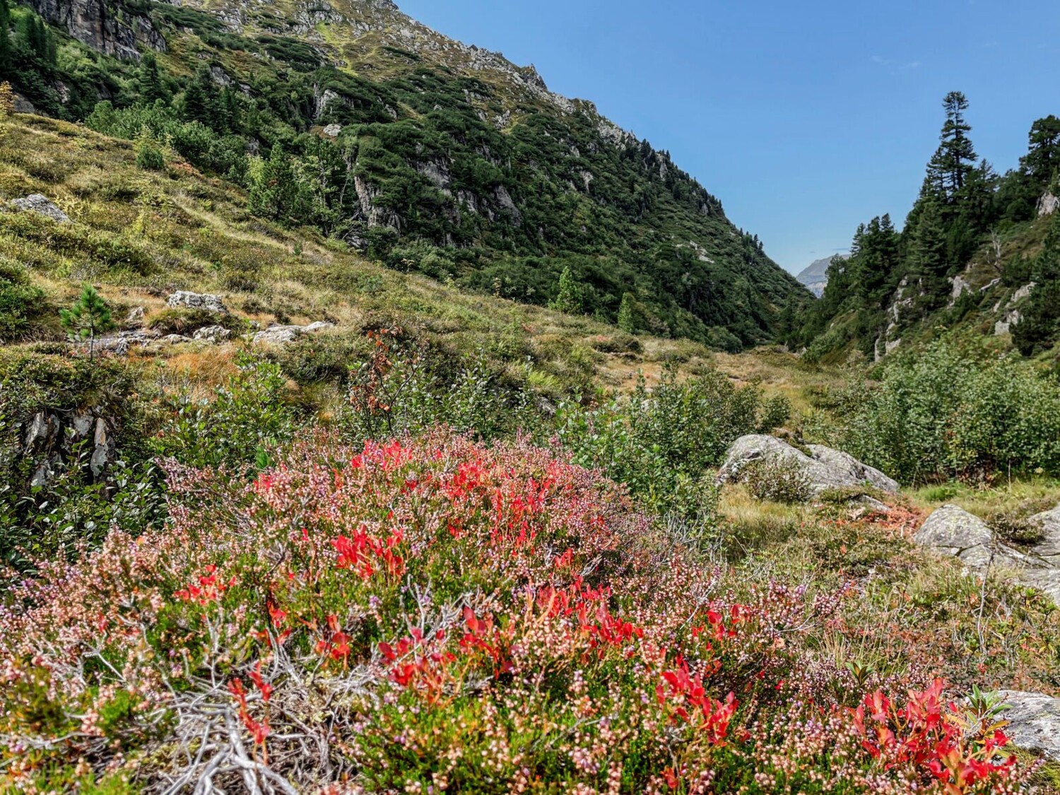 Les arbres se font plus rares.