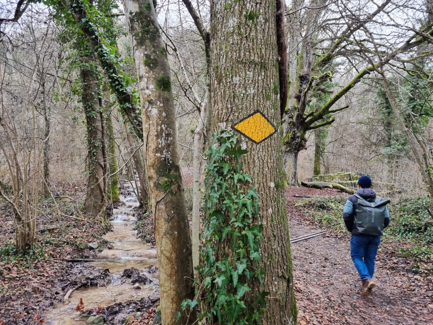 Dans la forêt de la réserve naturelle du Moulin-de-Vert. Photo: Nathalie Stöckli