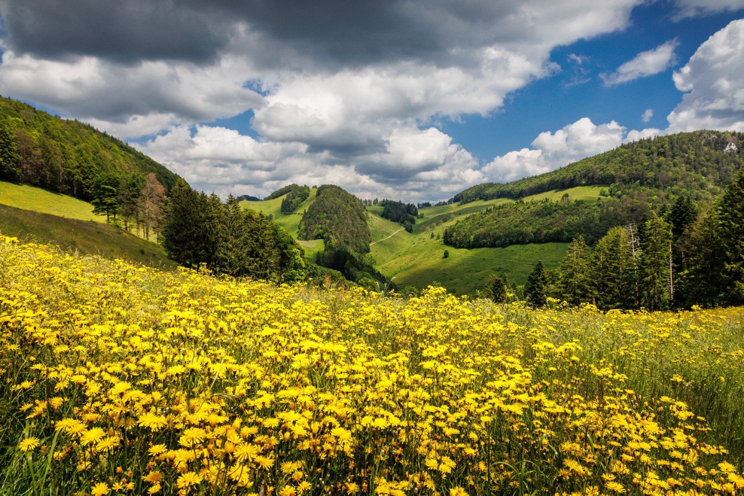 Peu après Mieschegg, on randonne sur la colline.