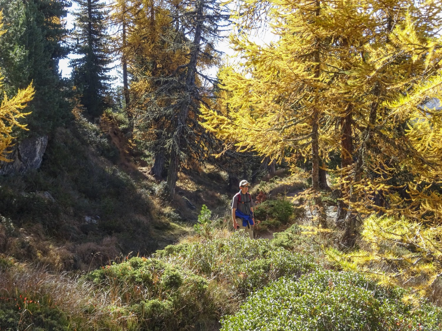 Der Aletschwald ist im Herbst märchenhaft schön.