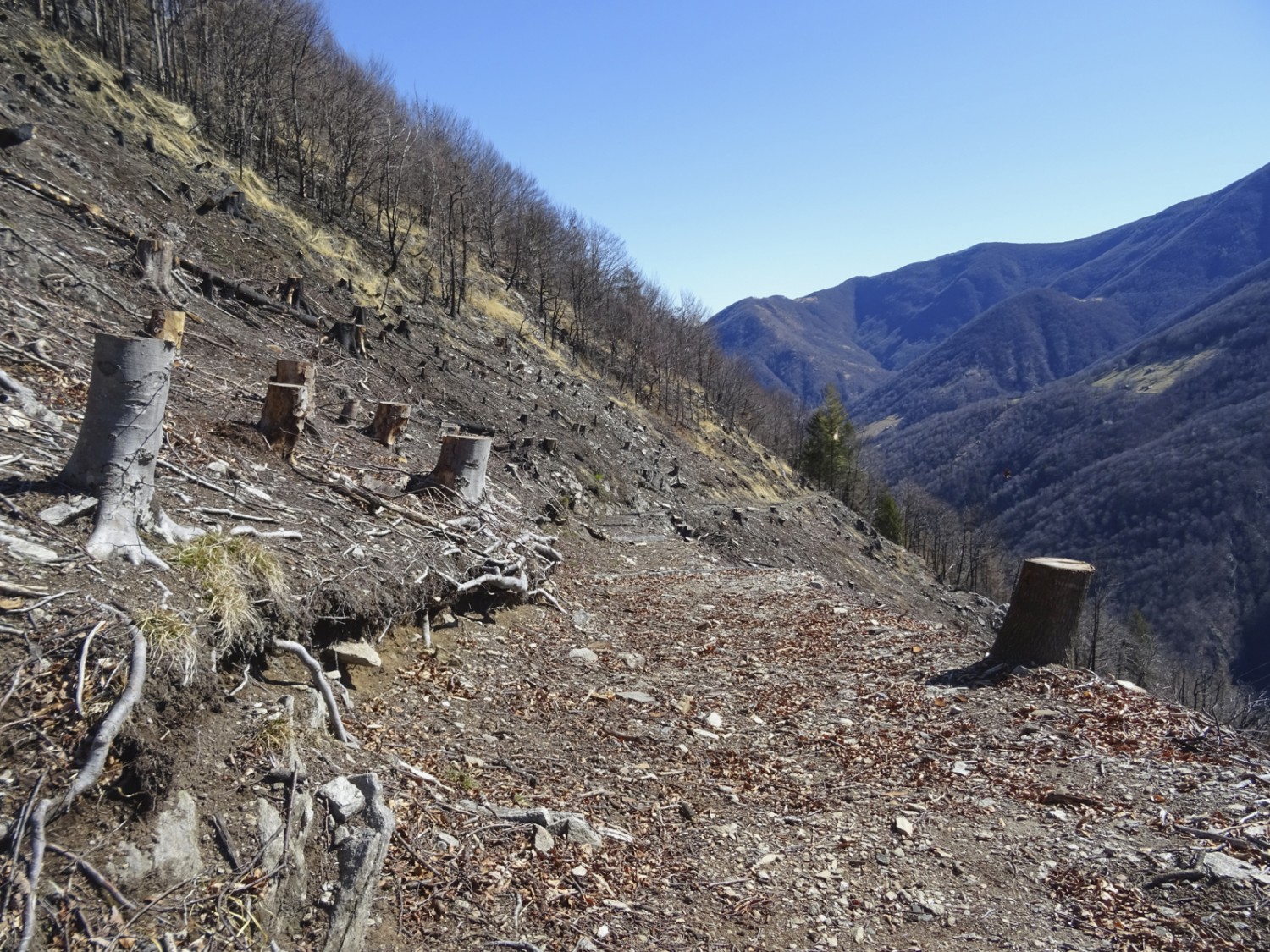 Von den meisten Bäumen sind nach dem Waldbrand nur noch die Strünke übrig.