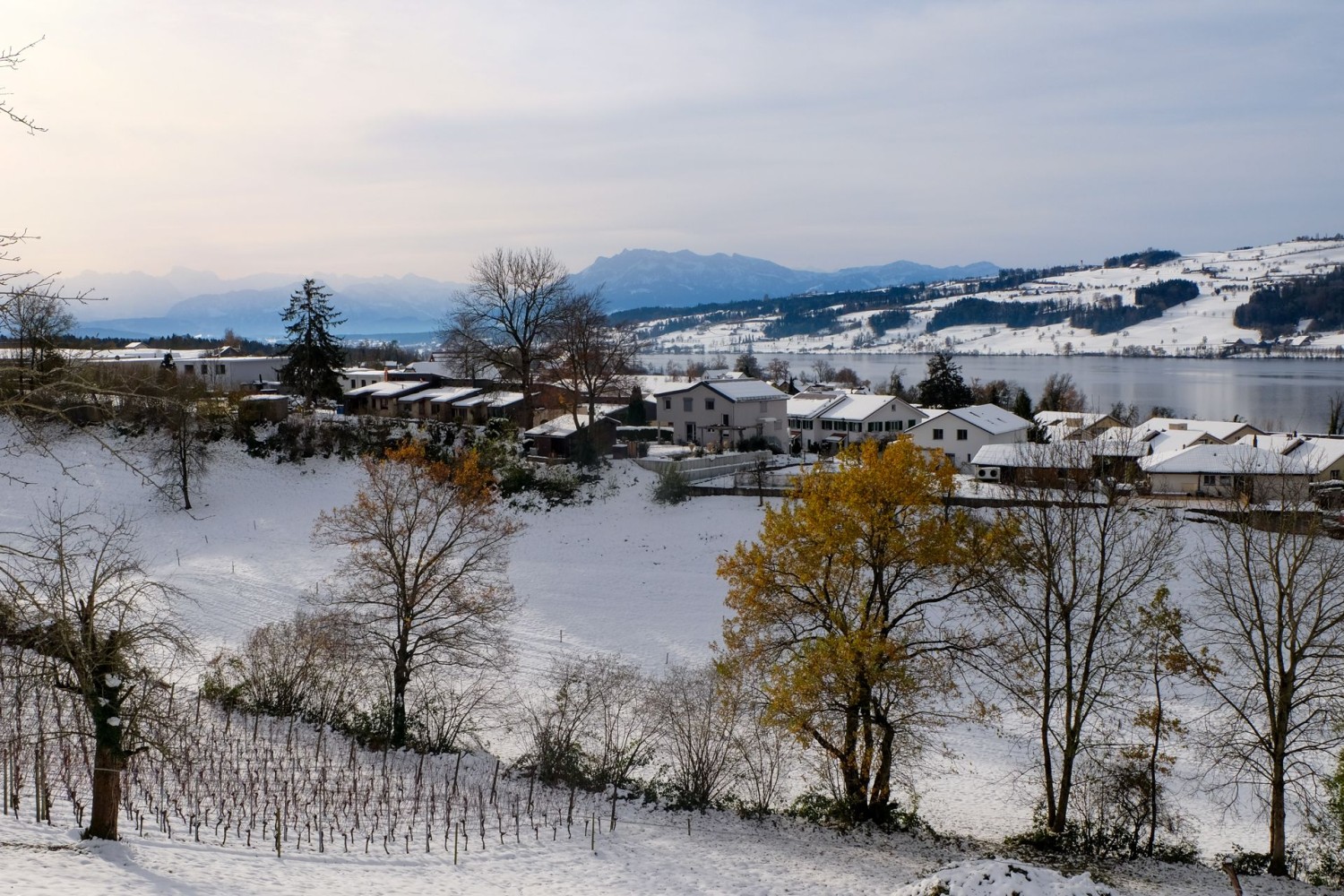 An Rebbergen vorbei geht es zum Baldeggersee hinunter.