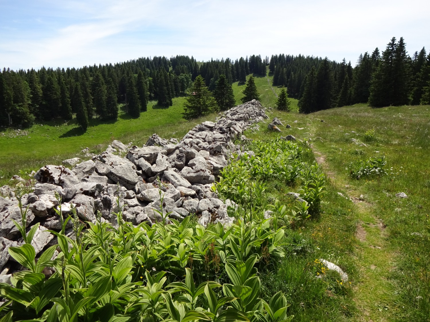 Der Weg zum Noirmont schlängelt sich zwischen Weiden und Steinhaufen hindurch. Bild: Miroslaw Halaba