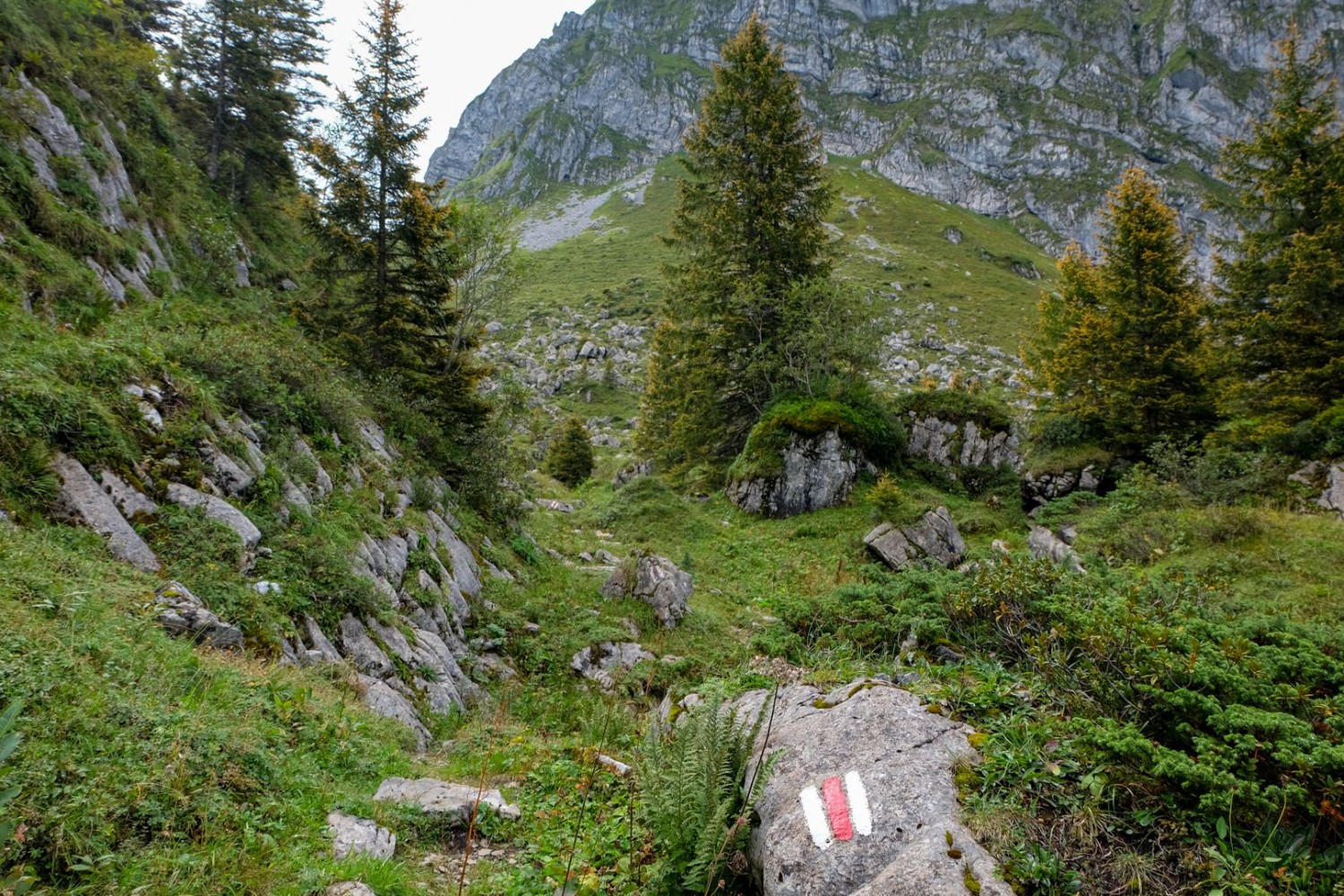 Les derniers sapins sur ce terrain karstique. L’Alp Lutersee se situe à la limite des arbres.