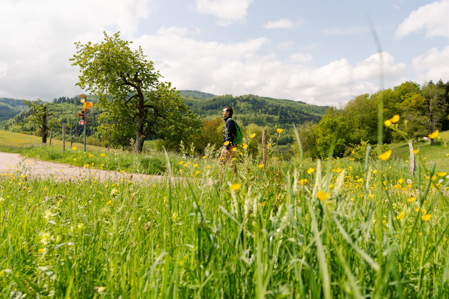 Explosion de verdure avant Fregiécourt: tout le charme de la campagne jurassienne. Photo: Raja Läubli