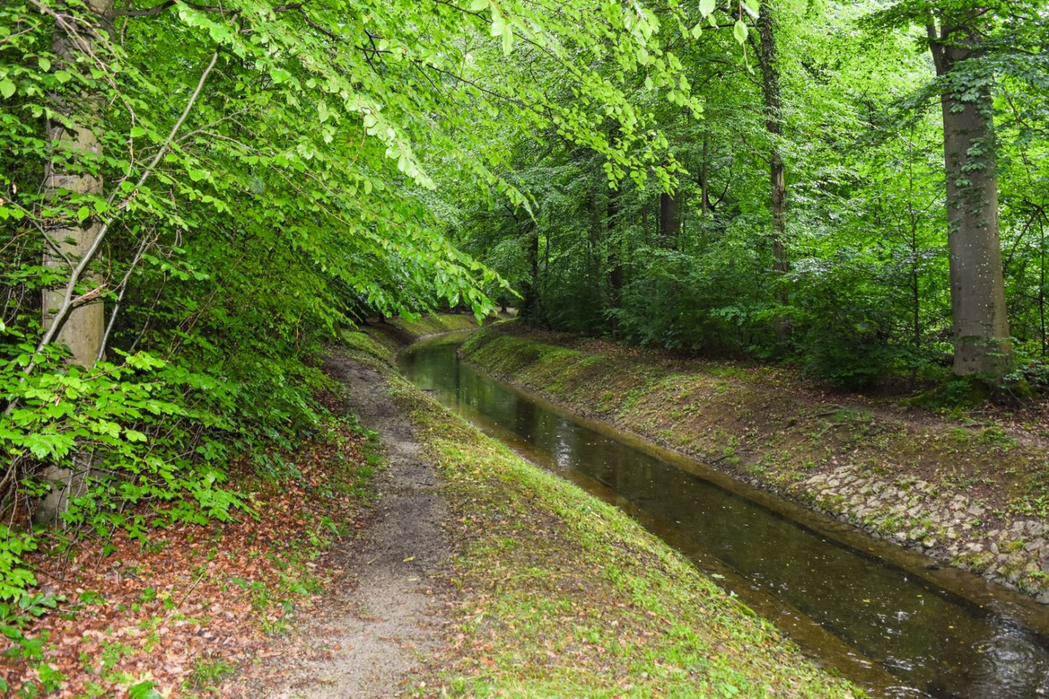 Dans le Hardwald, l’eau du Rhin s’infiltre dans les fossés et les étangs, ce qui la purifie naturellement.