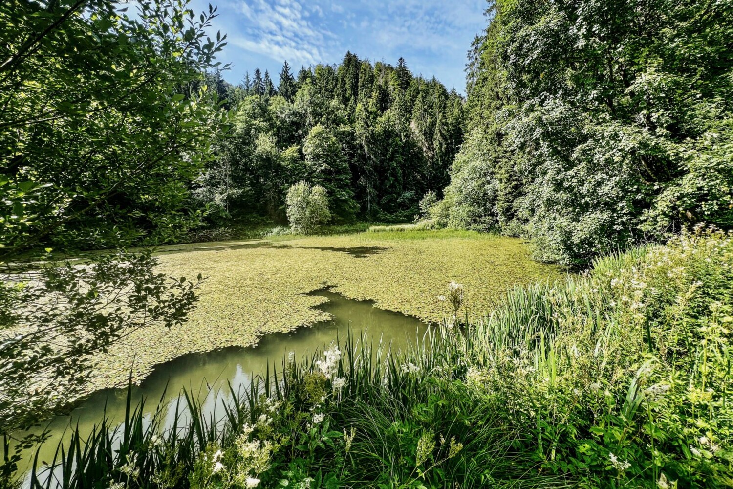Aujourd’hui, l’étang de Bollement est préservé pour sa biodiversité.