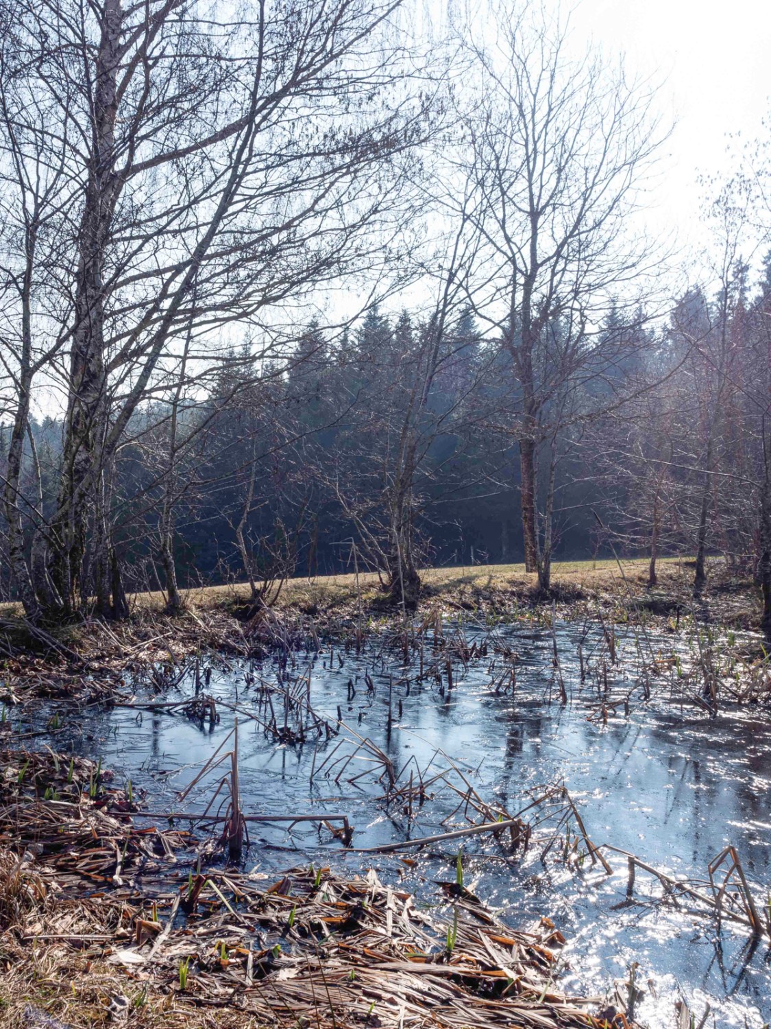 Un étang près de la clinique Hasel. Photo: Barbara Graber