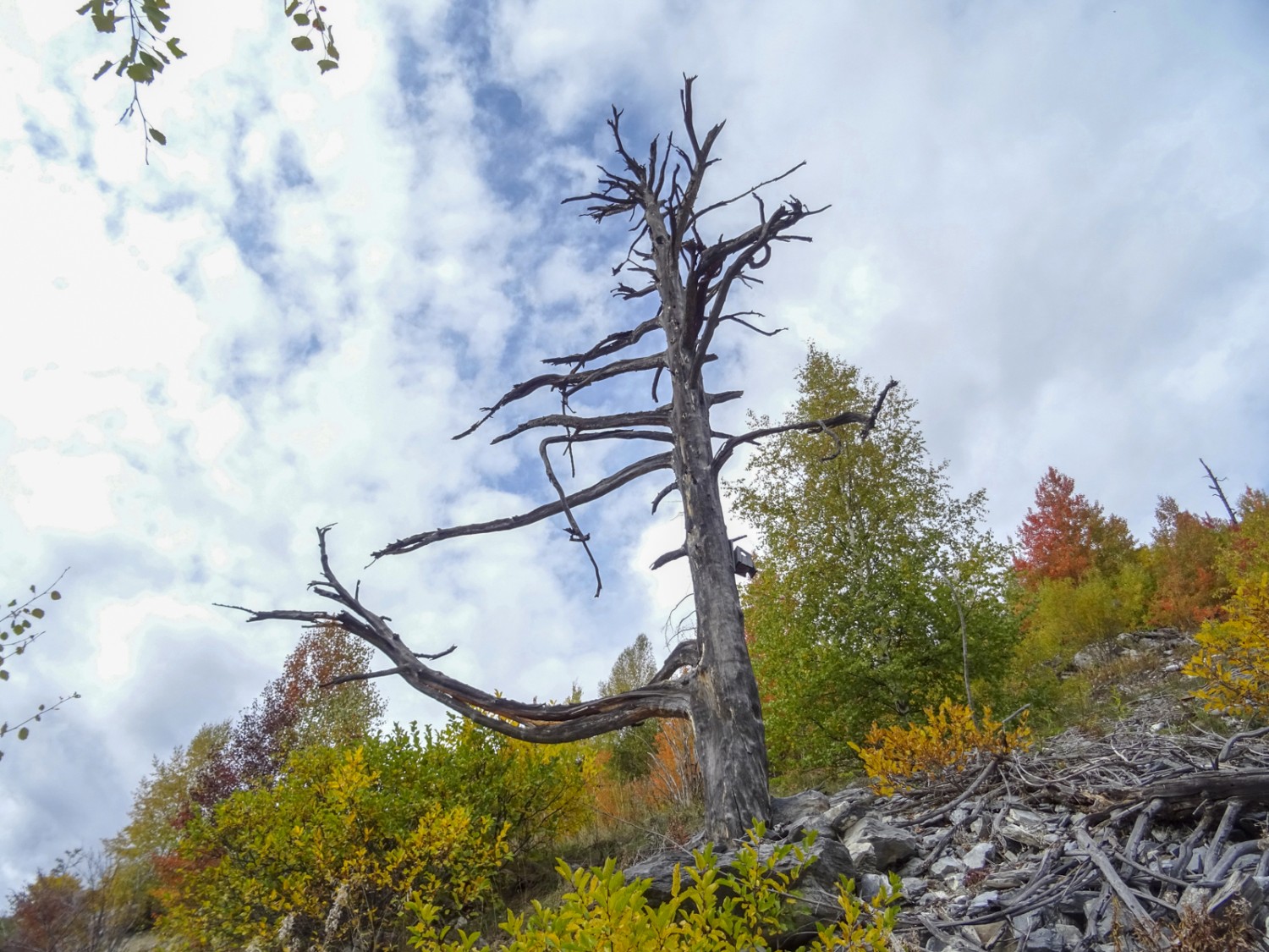 Wie ein Gerippe: Ein verbrannter Baum am Rand des Waldbrandgebiets trotzt dem Zerfall.