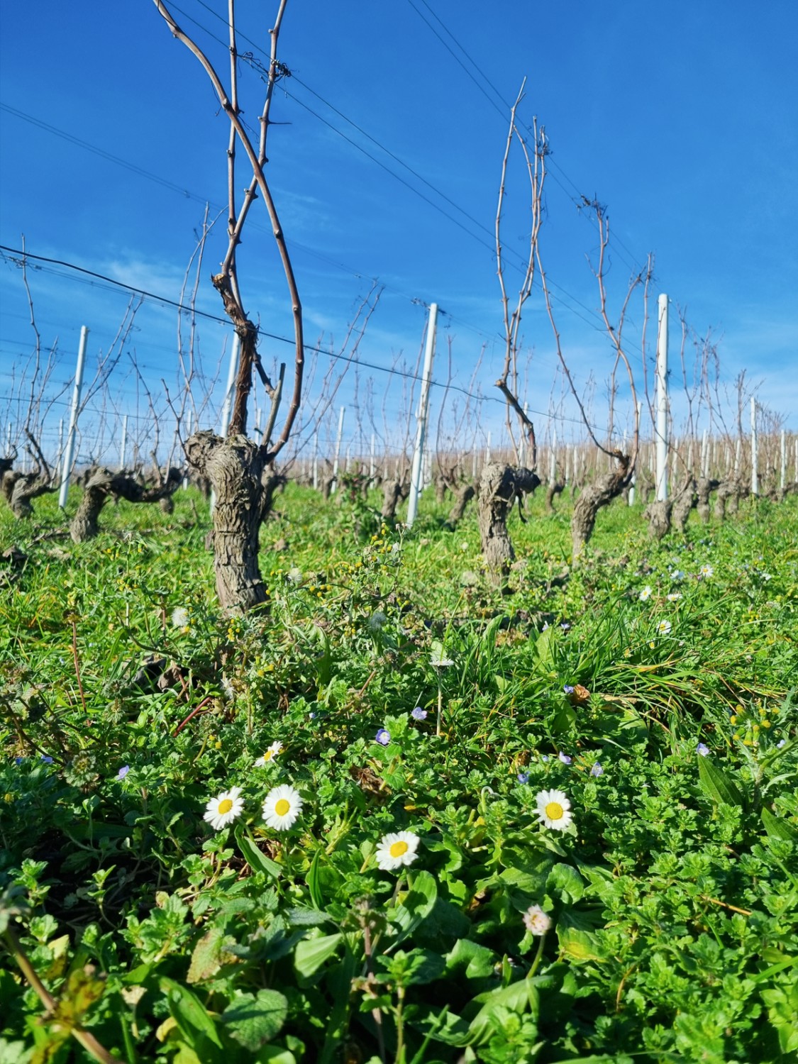 Signes annonçant le printemps dans les vignes. Photo: Nathalie Stöckli