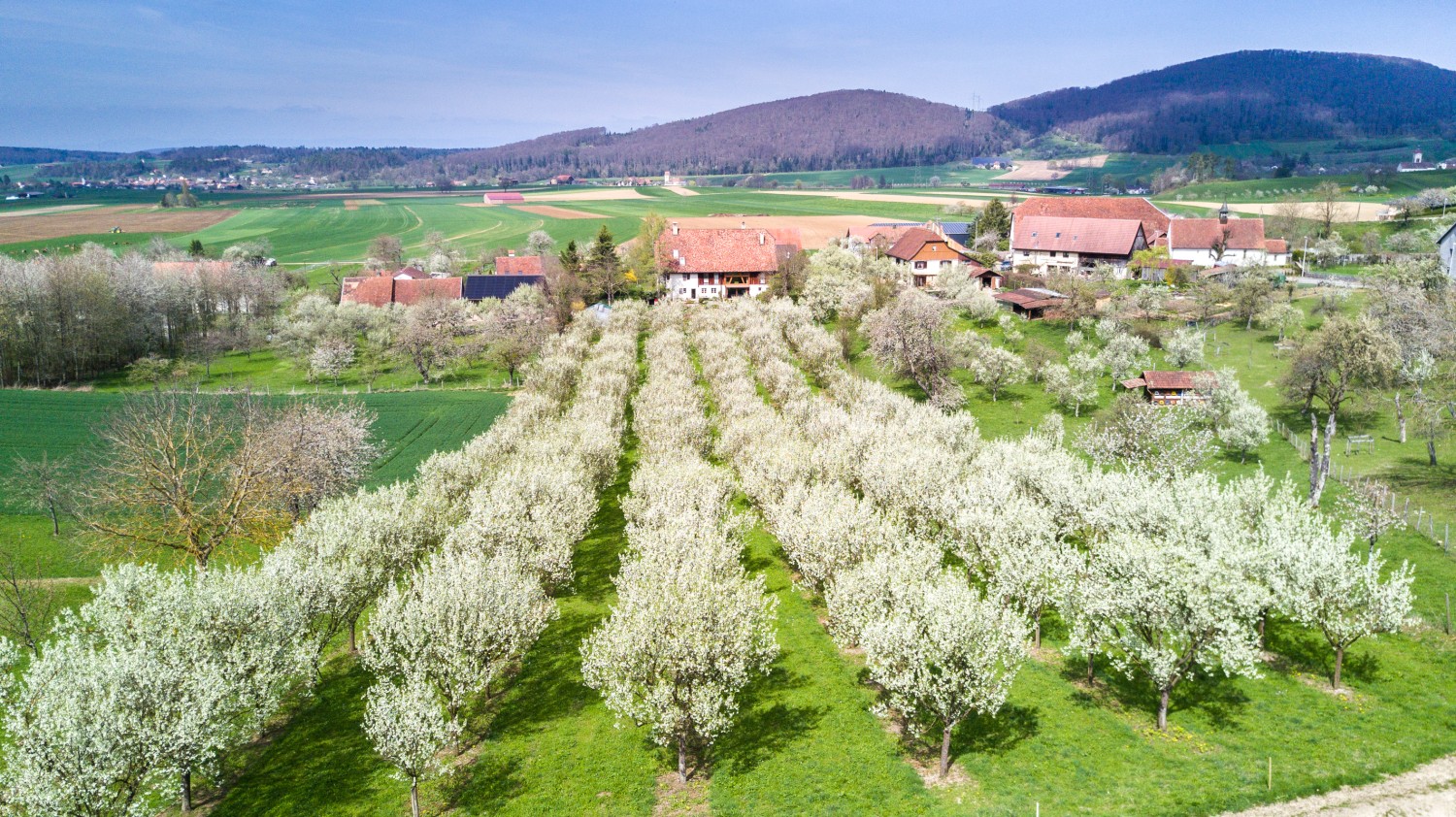 Am Dorfrand von Fregiécourt liegen zwei der vier Pflaumenplantagen von Alain Perret und Daniel Fleury, den beiden grössten Produzenten der Region. Bild: zvg