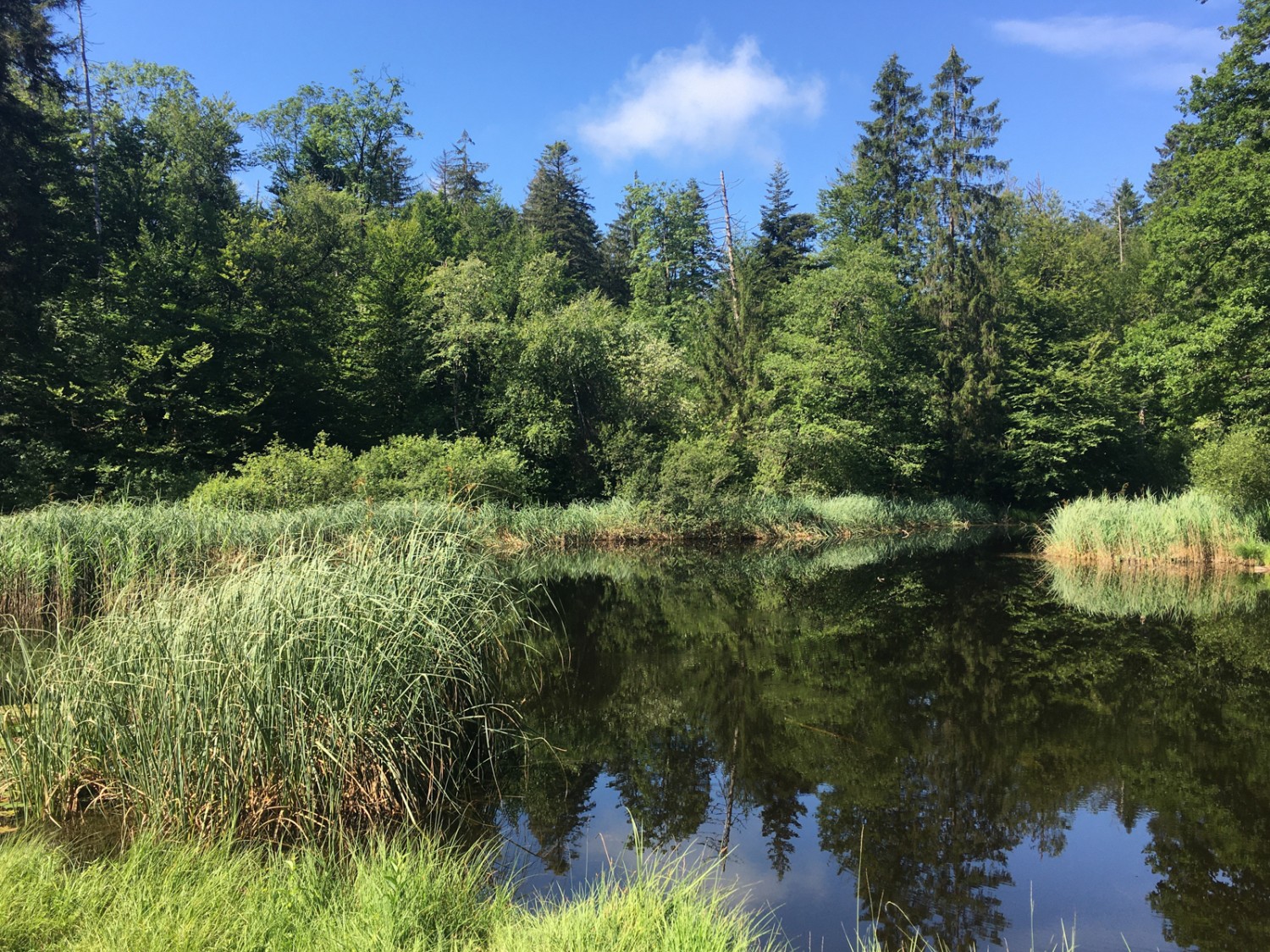 Calme absolu: reflet des arbres dans les eaux immobiles du Gerzenseeli. Photo: Jürg Steiner