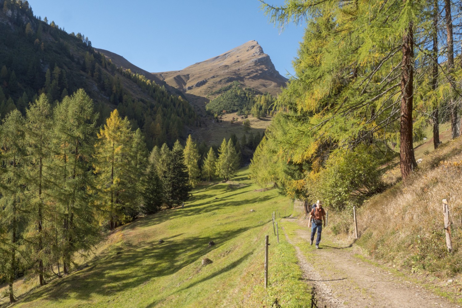 Dans la forêt de mélèzes près de l’alpe Wiesner, avec le Tiaun en arrière-plan. Photo: Heinz Staffelbach