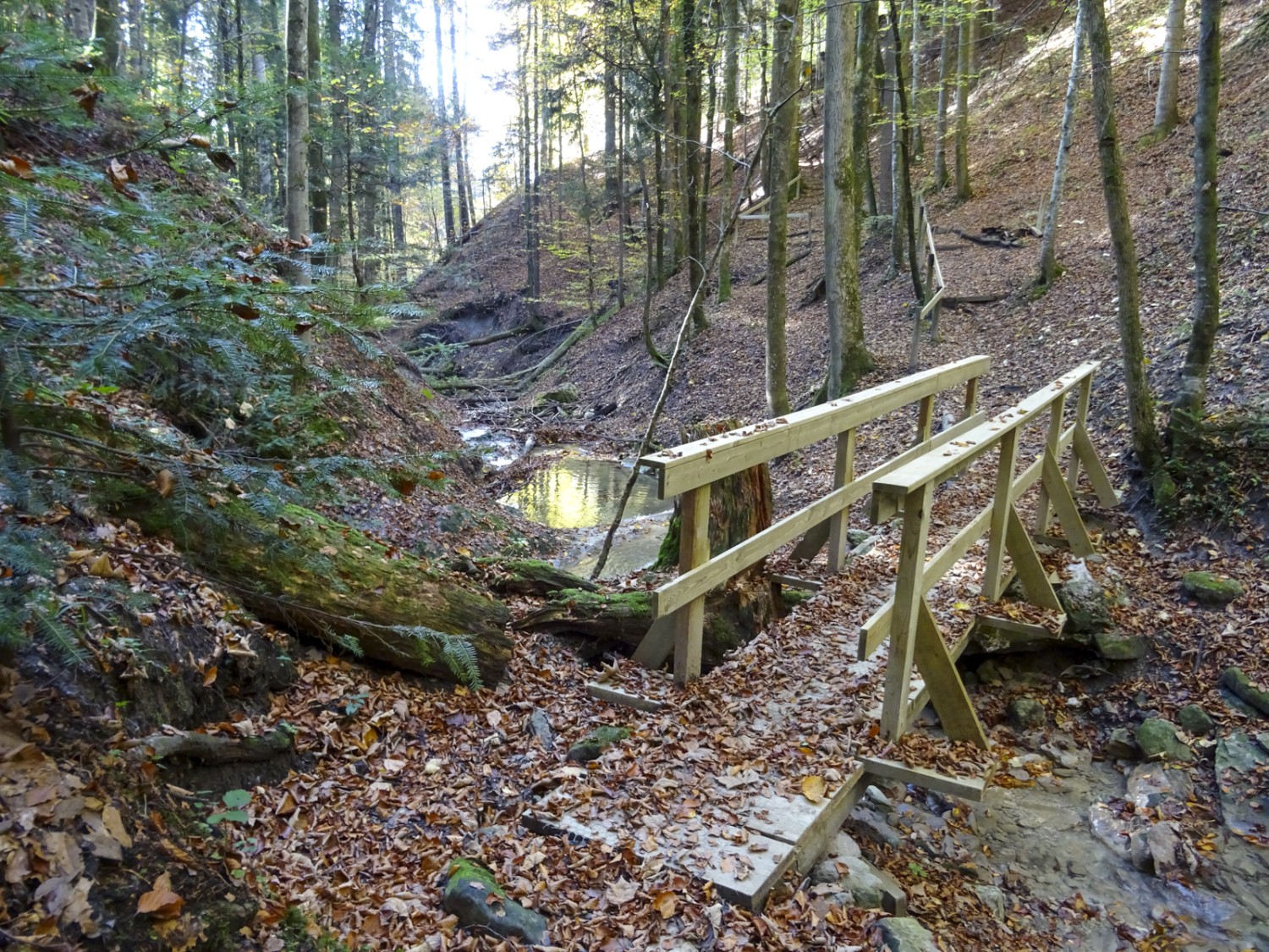 Im Hörlibachtobel: eine Holzbrücke vereinfacht das Überqueren des Bachs. Bild: Sabine Joss