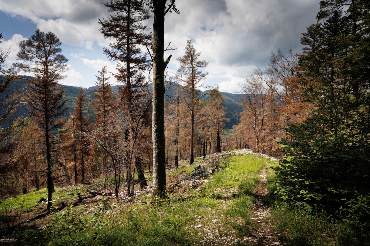 Vert teinté de noir à Vorder Brandberg. En automne 2023, un incendie a ravagé près de 6 hectares de forêt.