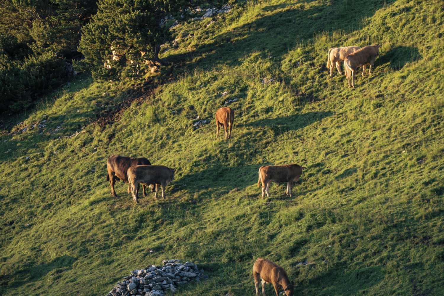 Auch im Abstieg von der Oberen Mans begegnet man Kühen. Bild: Jon Guler
