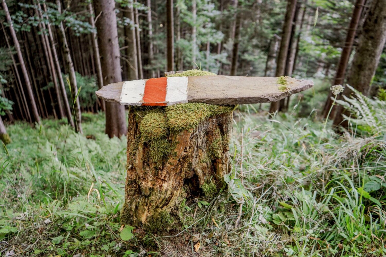 Les souches d’arbres restent utiles: signalisation créative dans la forêt Haldiwald.