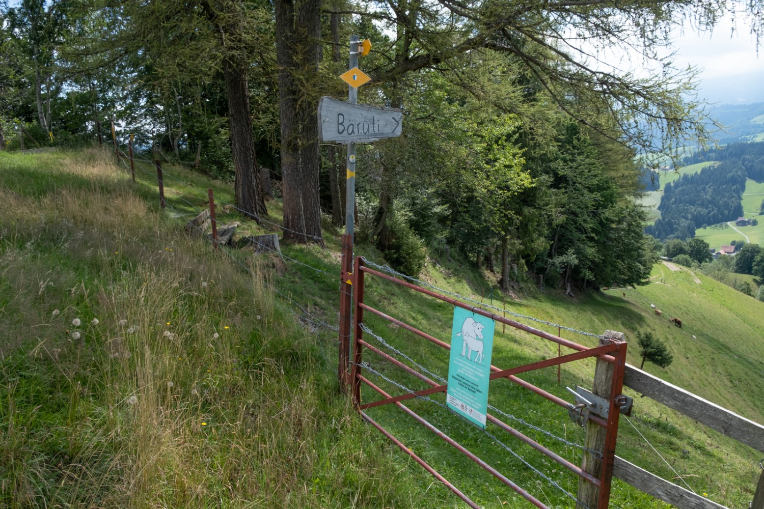 Auf dem Land. Beim Bauernhof Bärüti weiden Mutterkühe. Bild: Markus Ruff