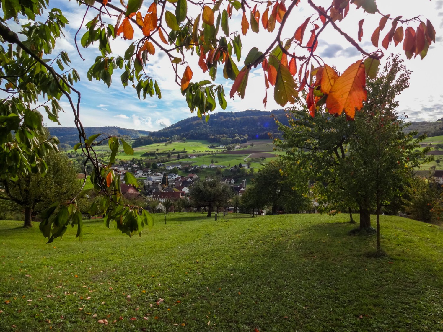 Rund um Wölflinswil gibt es zahlreiche Obsthaine. Bild: Miroslaw Halaba