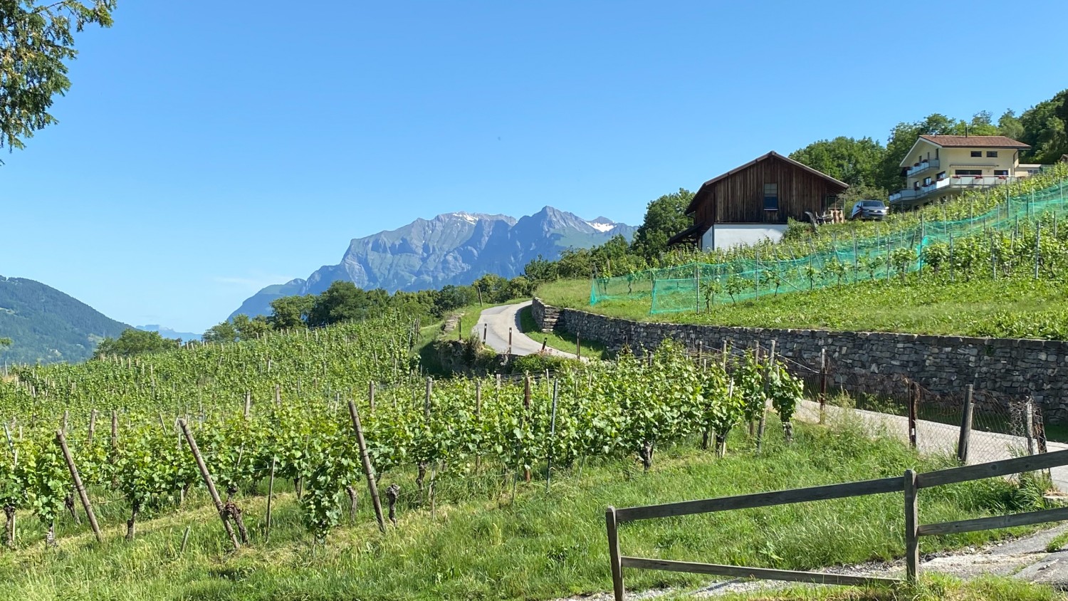 Vue sur les vignobles environnants depuis Trimmis. Photo: Loïc von Matt