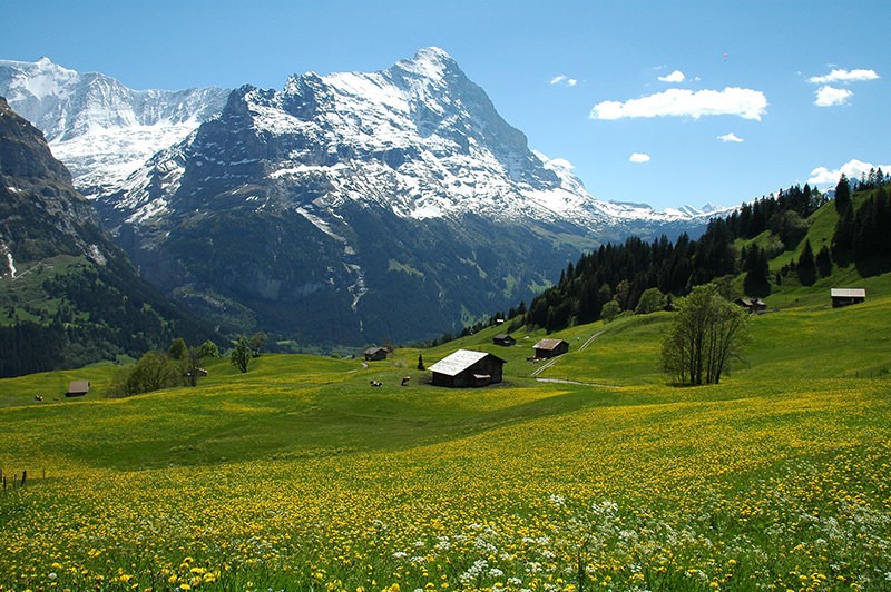 Blick vom Schäftigenmoos über Frühlingsmatten auf den Eiger.
Bild: Evelyne Zaugg