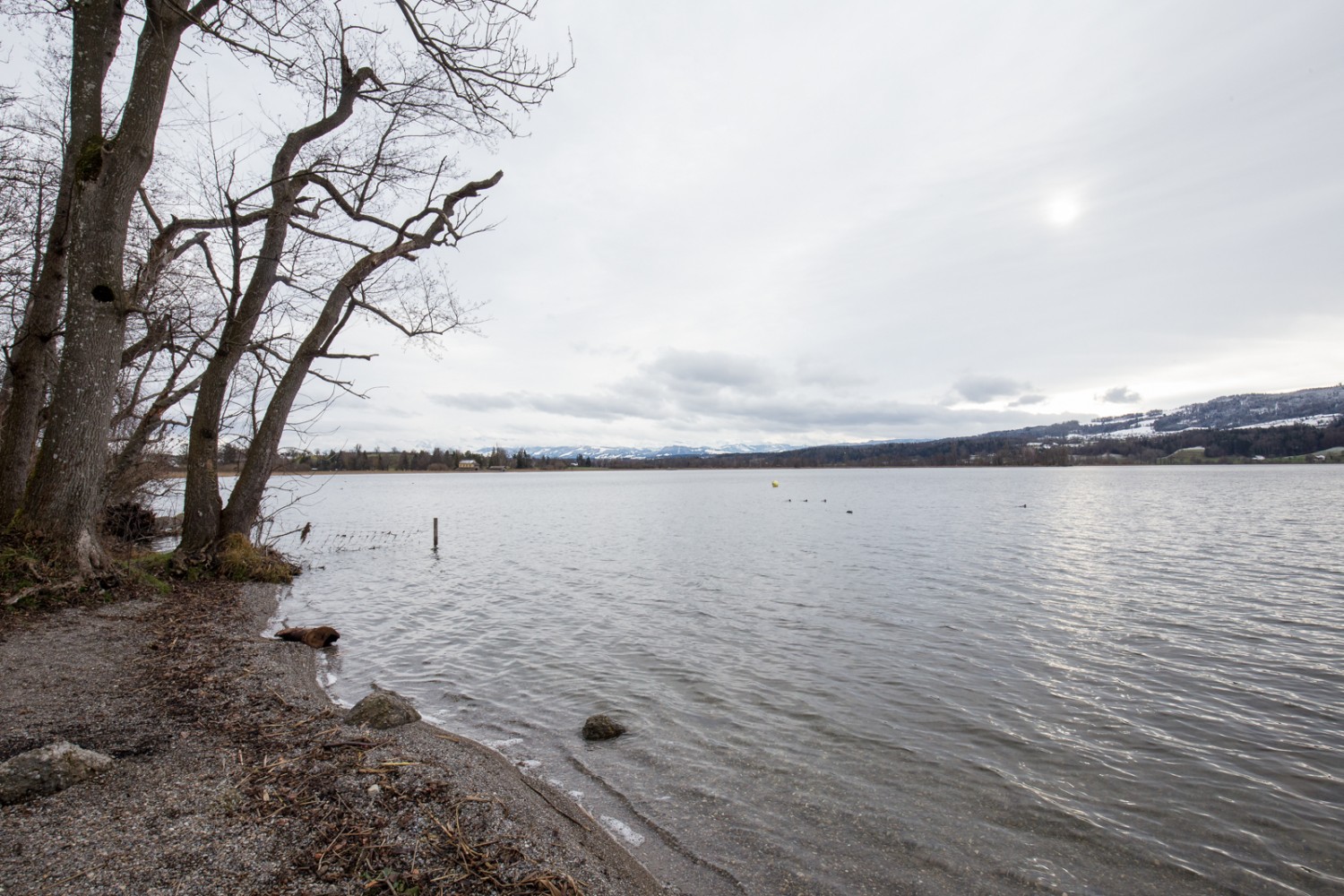 Vue sur le lac depuis le chemin de randonnée pédestre entre Uster et Greifensee. Photo: Daniel Fleuti