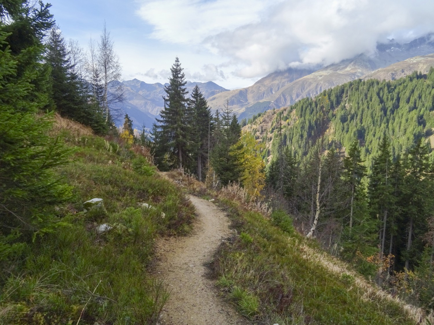 Le beau chemin mène de manière variée à travers la forêt et les clairières. Photo : Sabine Joss