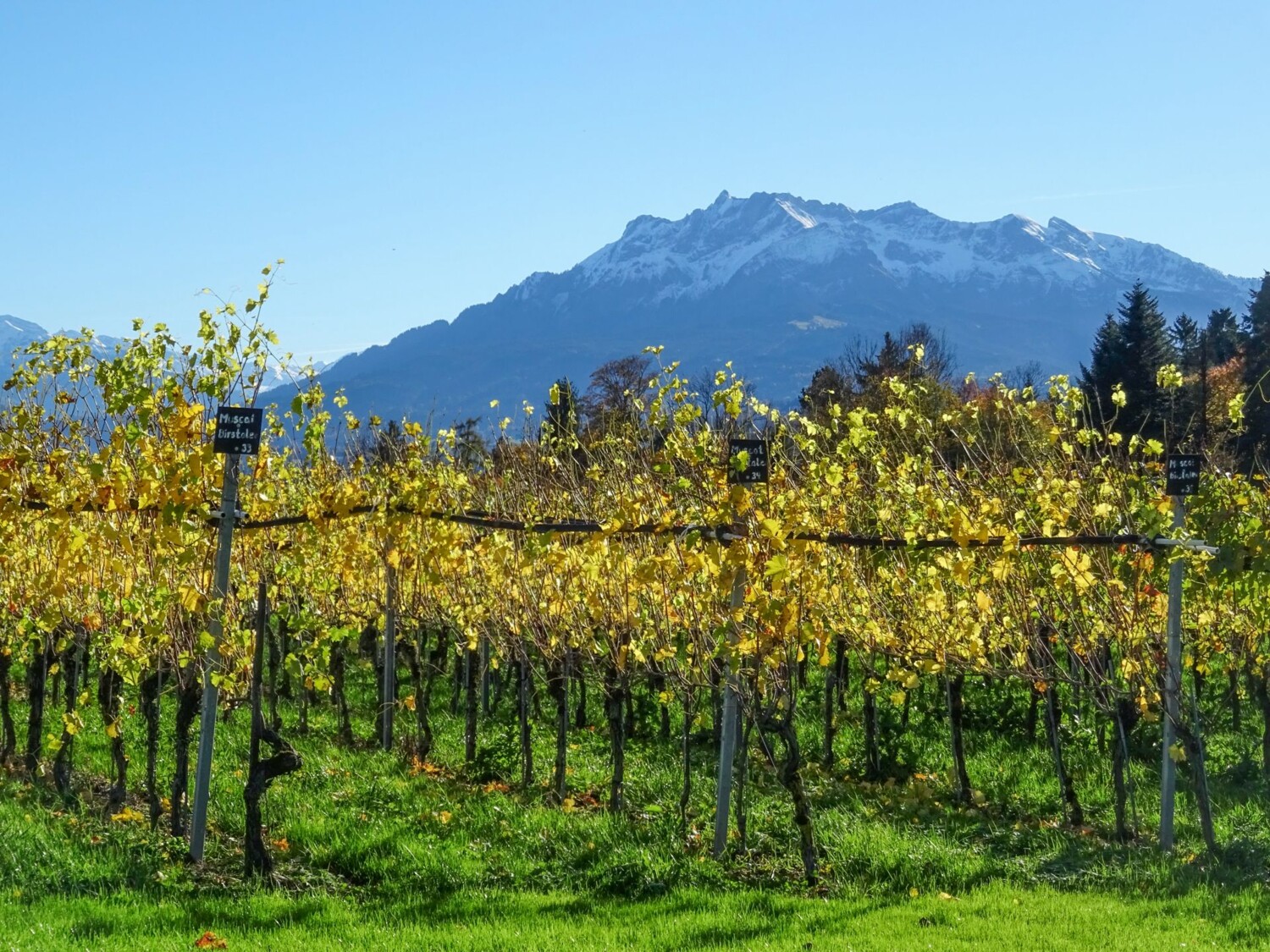 Herbstlicher Rebberg vor dem Pilatus.