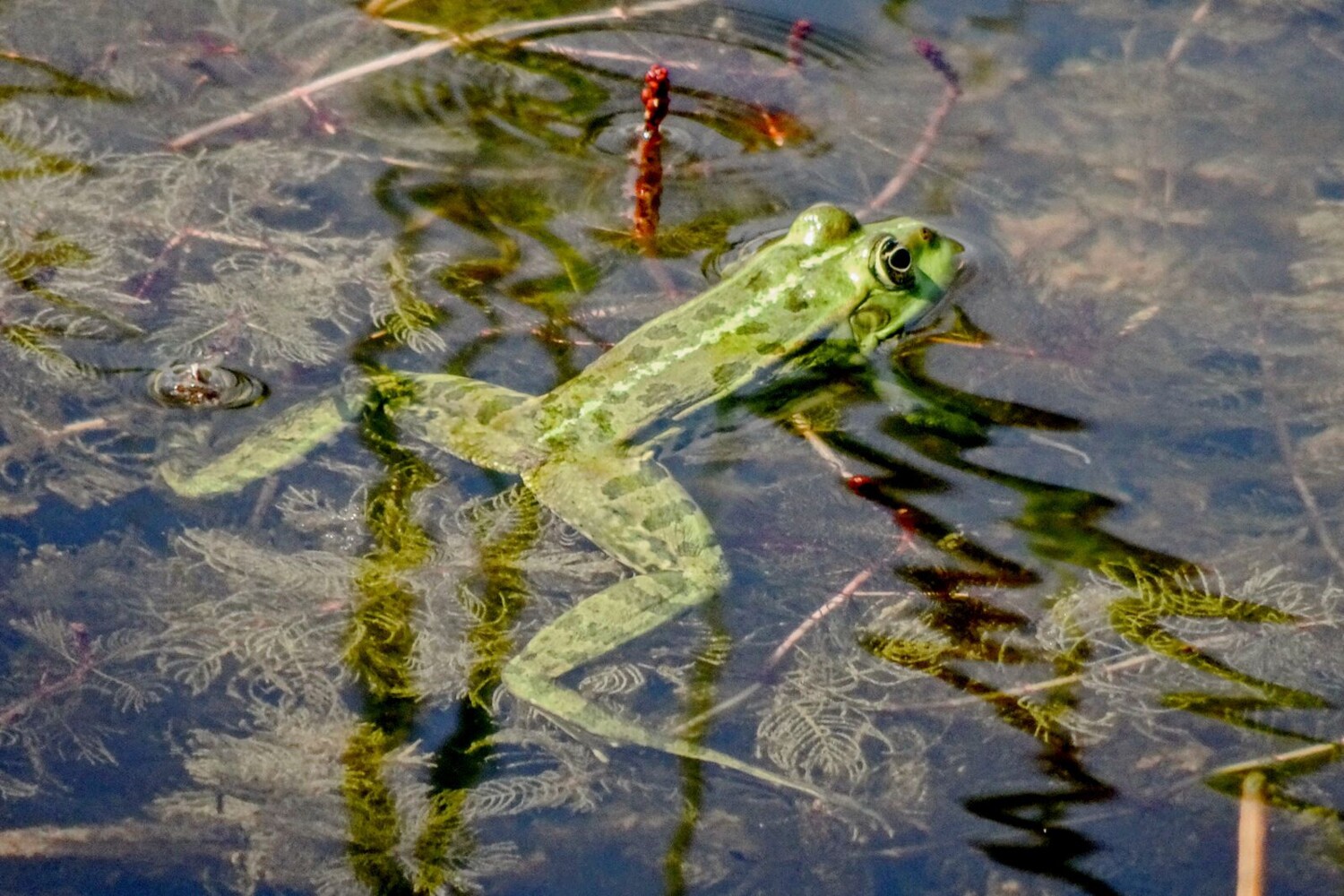 A la fin du printemps, de nombreuses grenouilles vertes se reproduisent aux alentours des étangs.
