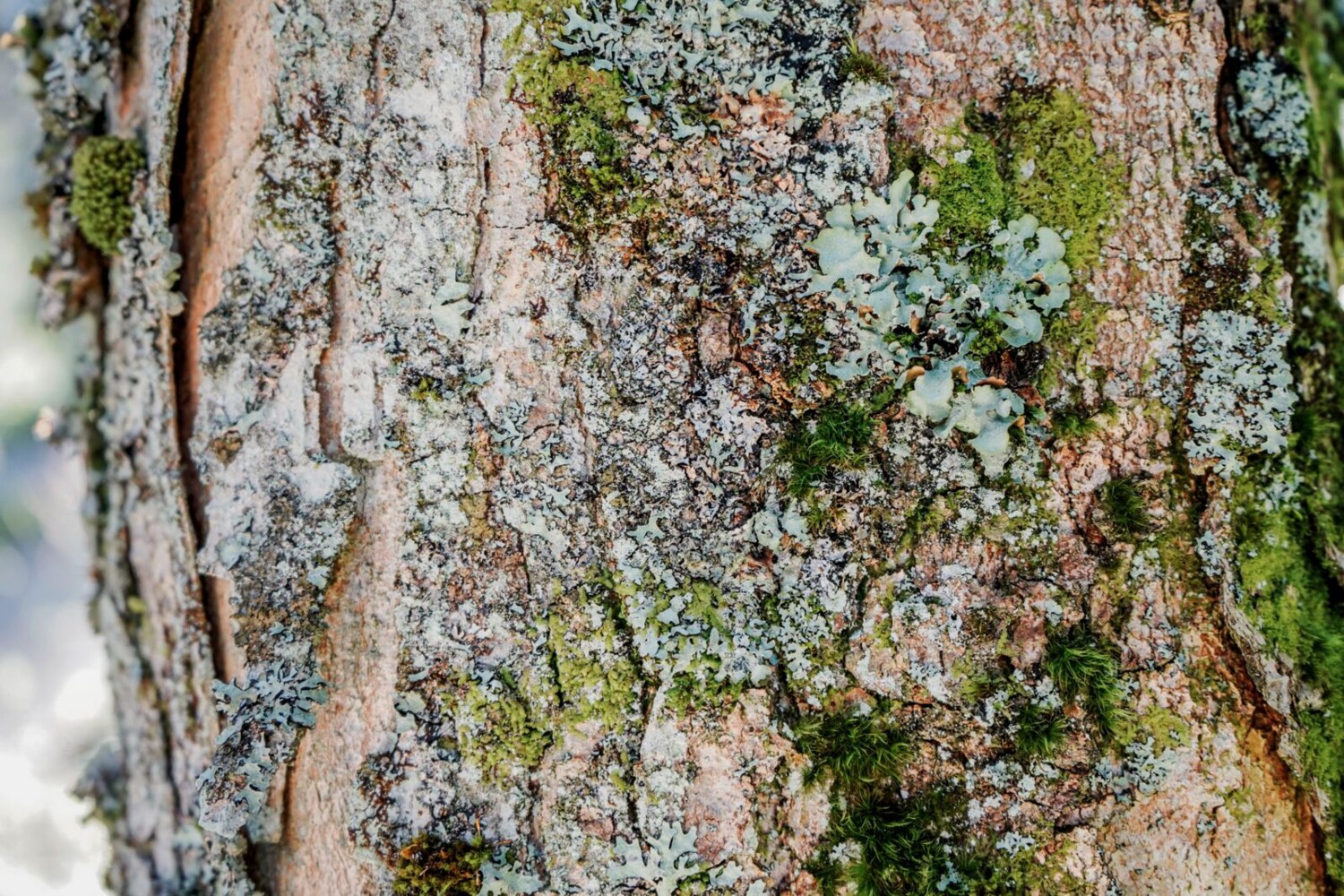 Habitat vertical: divers lichens et mousses sur un tronc d’arbre