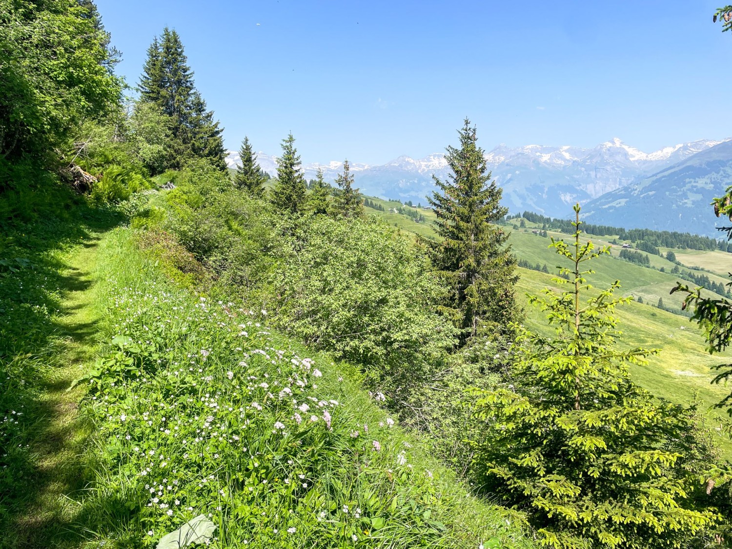 Der Weg führt am Wald Uaul da Sogn Carli entlang.