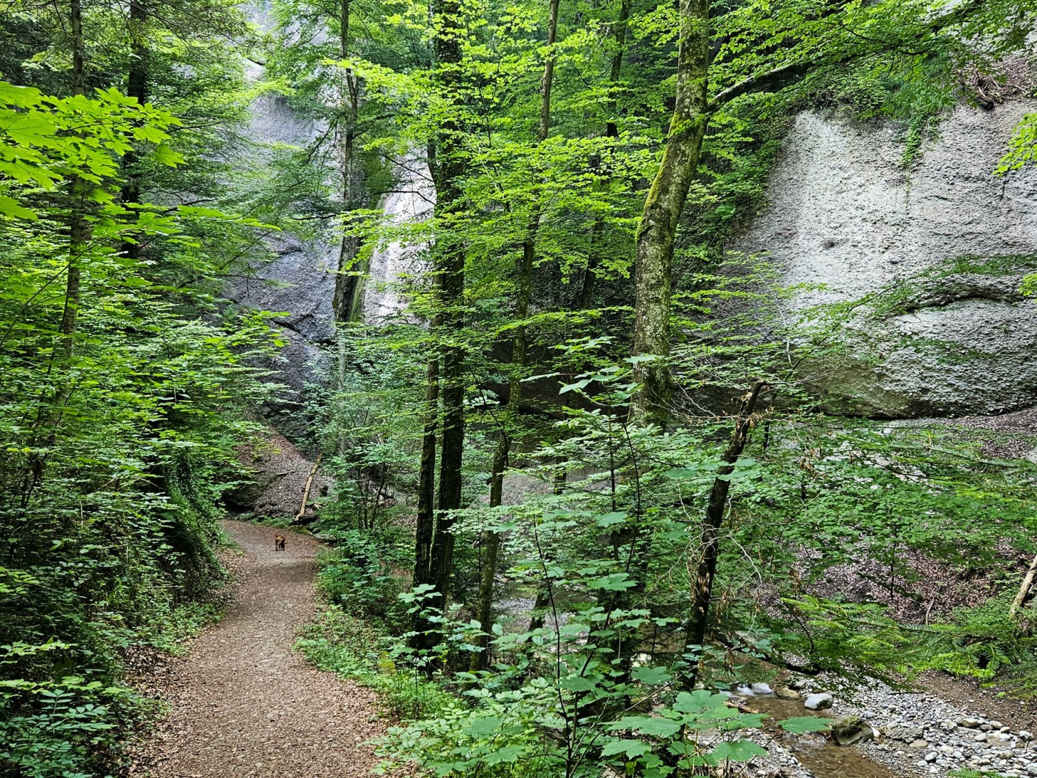 Der Weg verläuft stets nahe am Bach.