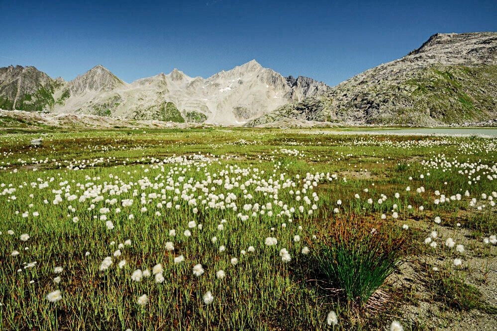 En aval de la cabane Rotondo, la jeune Witenwasserenreuss ondule à travers une plaine étendue. La plaine alluviale est emplie de linaigrette.