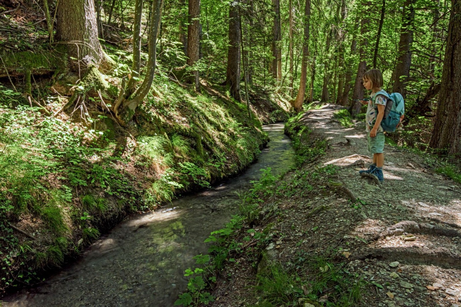 Zwischen Chermignon-d’en-Bas und dem Südosthang des Le Châtelard verläuft der Suonenweg oft angenehm im schattigen Wald.
