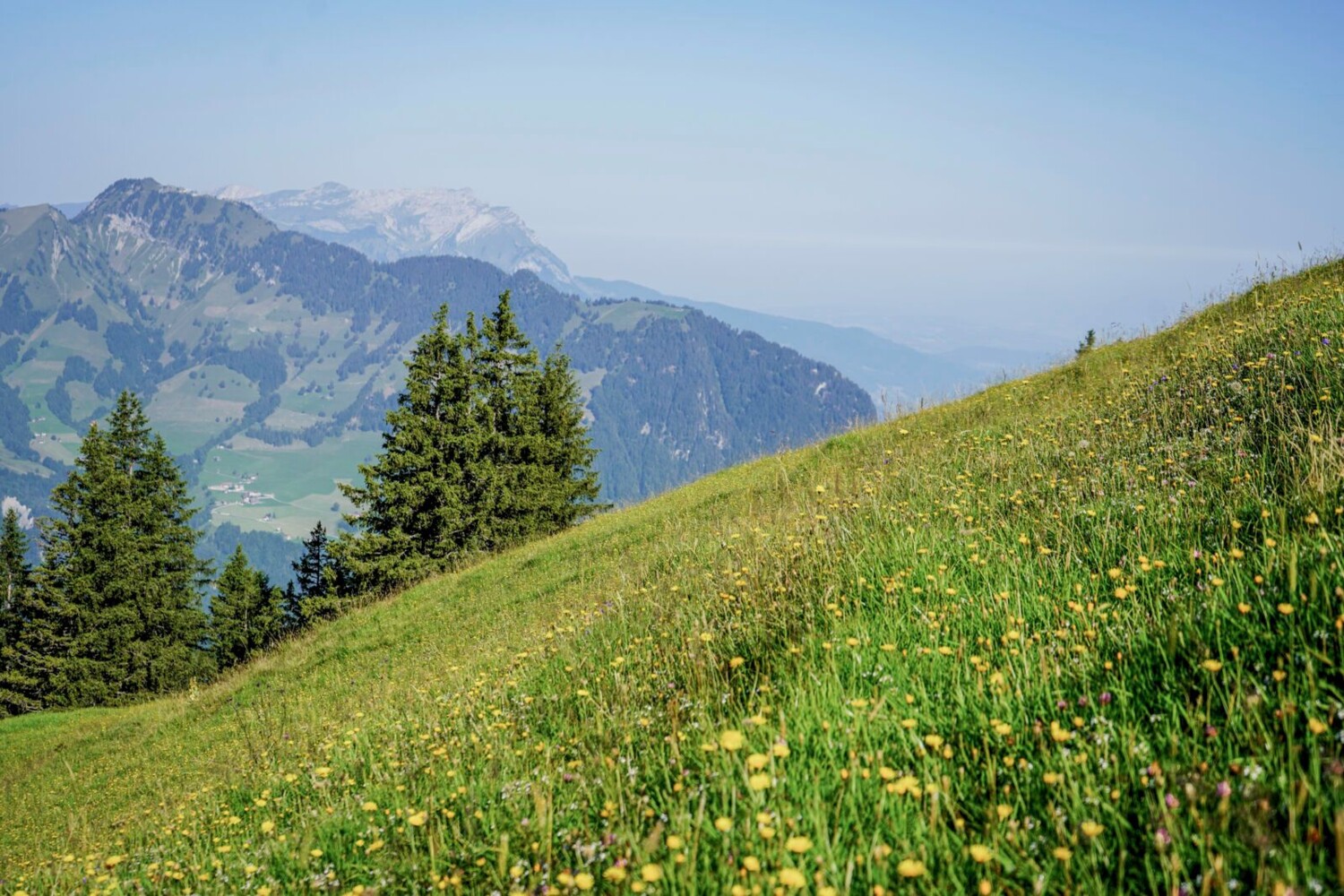 Des prairies de montagne en fleurs au point culminant de la randonnée, l’alpe Gigi