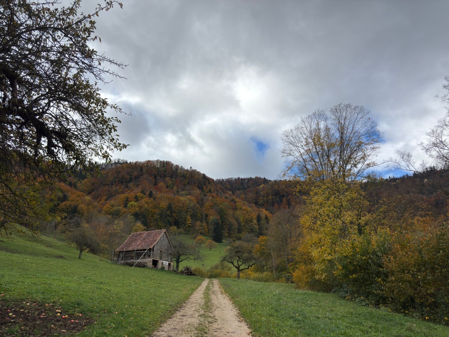 Sur la crête du Fringeliberg