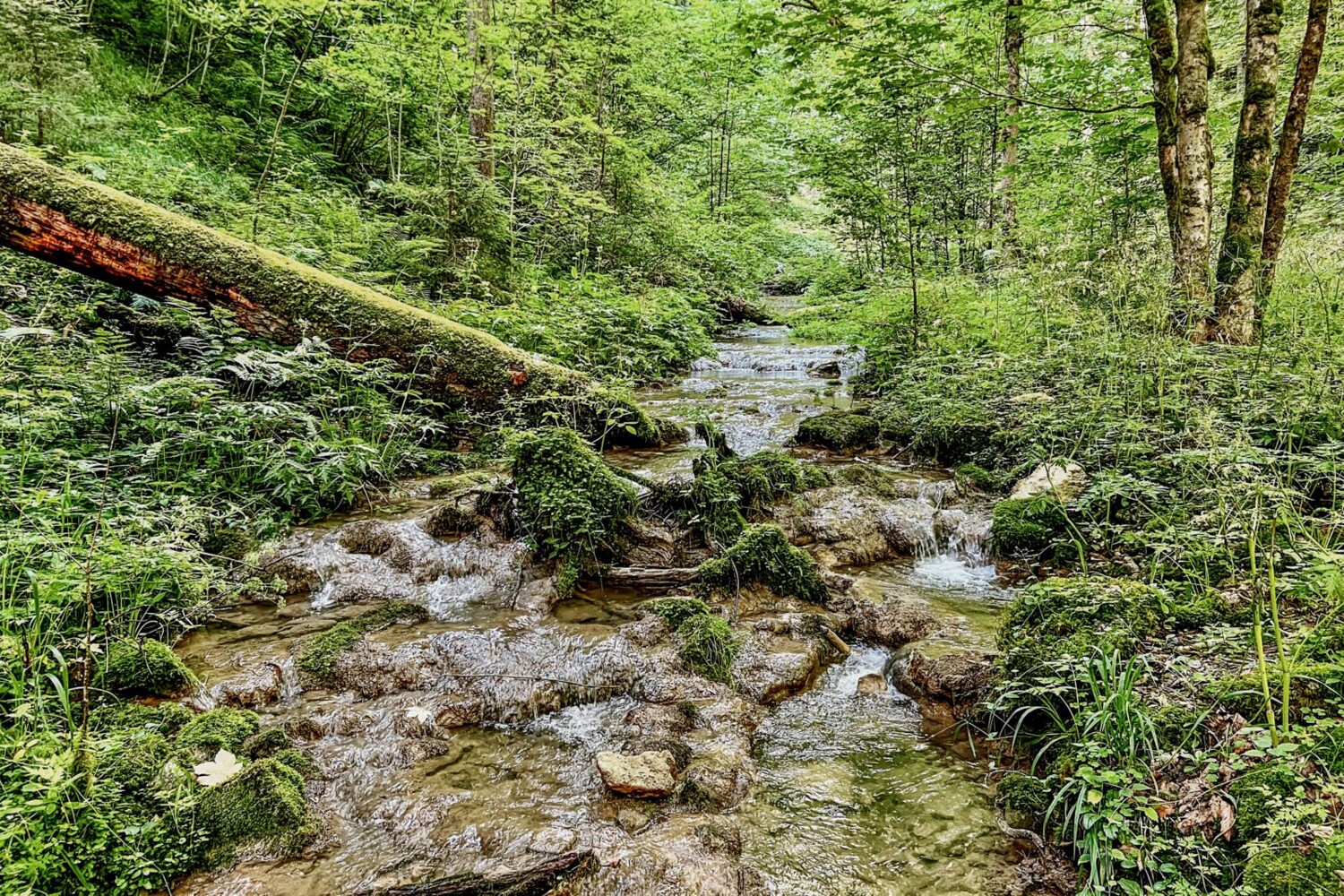 Une importante partie de la randonnée traverse le Parc naturel régional du Doubs.