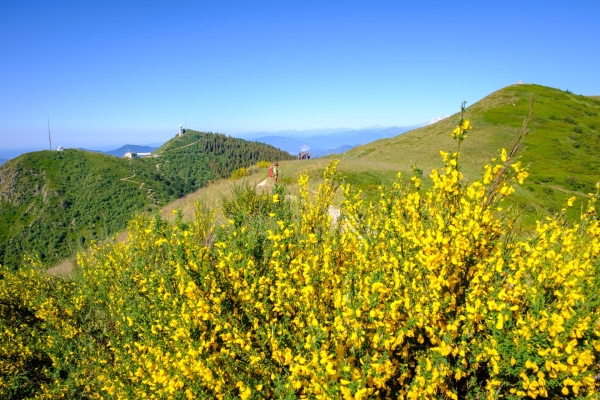 Selve castanili e una cresta nel Malcantone
