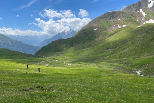 Cueillette de ciboulette sauvage à Samnaun