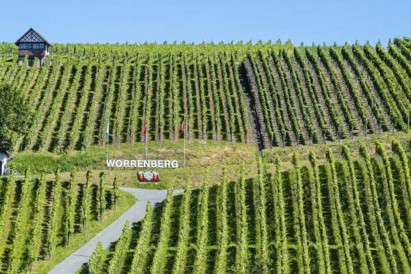Wanderung mit ProWeinland (*/T1) MIT Anmeldung