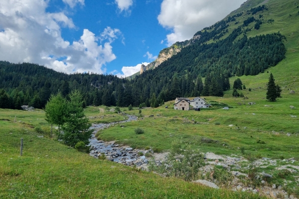 Blühende Alpwiesen und Hochmoore am Lukmanier