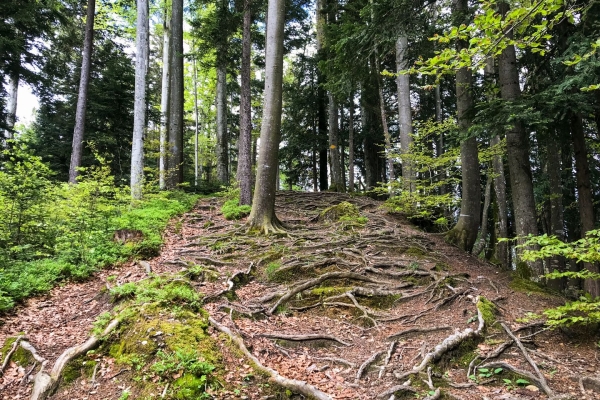 Sur les hauts du lac d’Ägeri