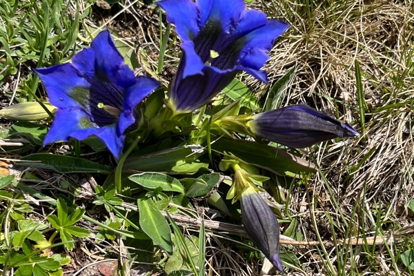 Panoramawanderung mit Alpenflora um das Laucherenstöckli