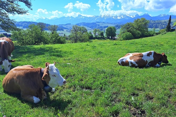 15. Sur les hauteurs du Gürbental (BE)