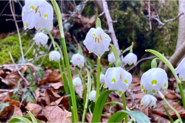 08. Les nivéoles de l'Intyamon